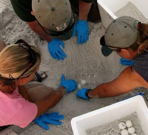 2D1N Satang Island (Pulau Satang Besar)