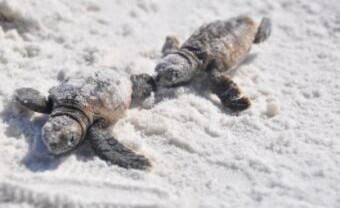 2D1N Satang Island (Pulau Satang Besar)