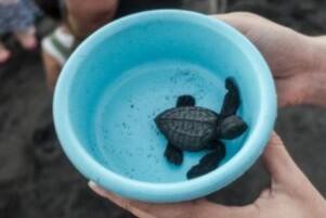 2D1N Satang Island (Pulau Satang Besar)