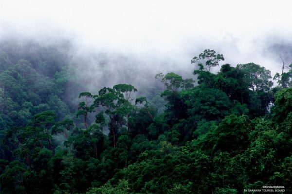 3D2N Bintulu Similajau National Park