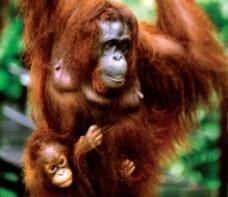 4D3N Amazing Kuching