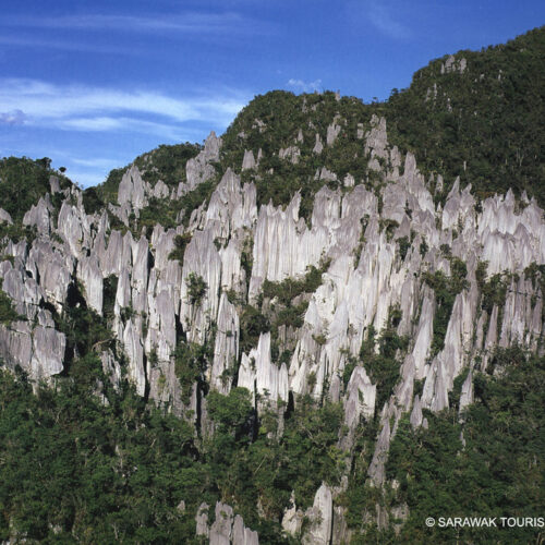 4D3N Mulu Pinnacles