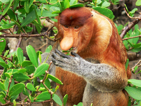 4D3N Rainforest Explore