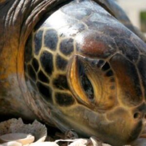 5D4N Talang Satang National Park