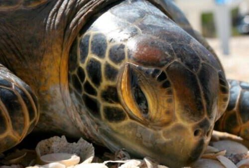 5D4N Talang Satang National Park