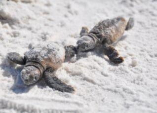 5d4n-talang-satang-national-park-2.jpg 5D4N Talang Satang National Park